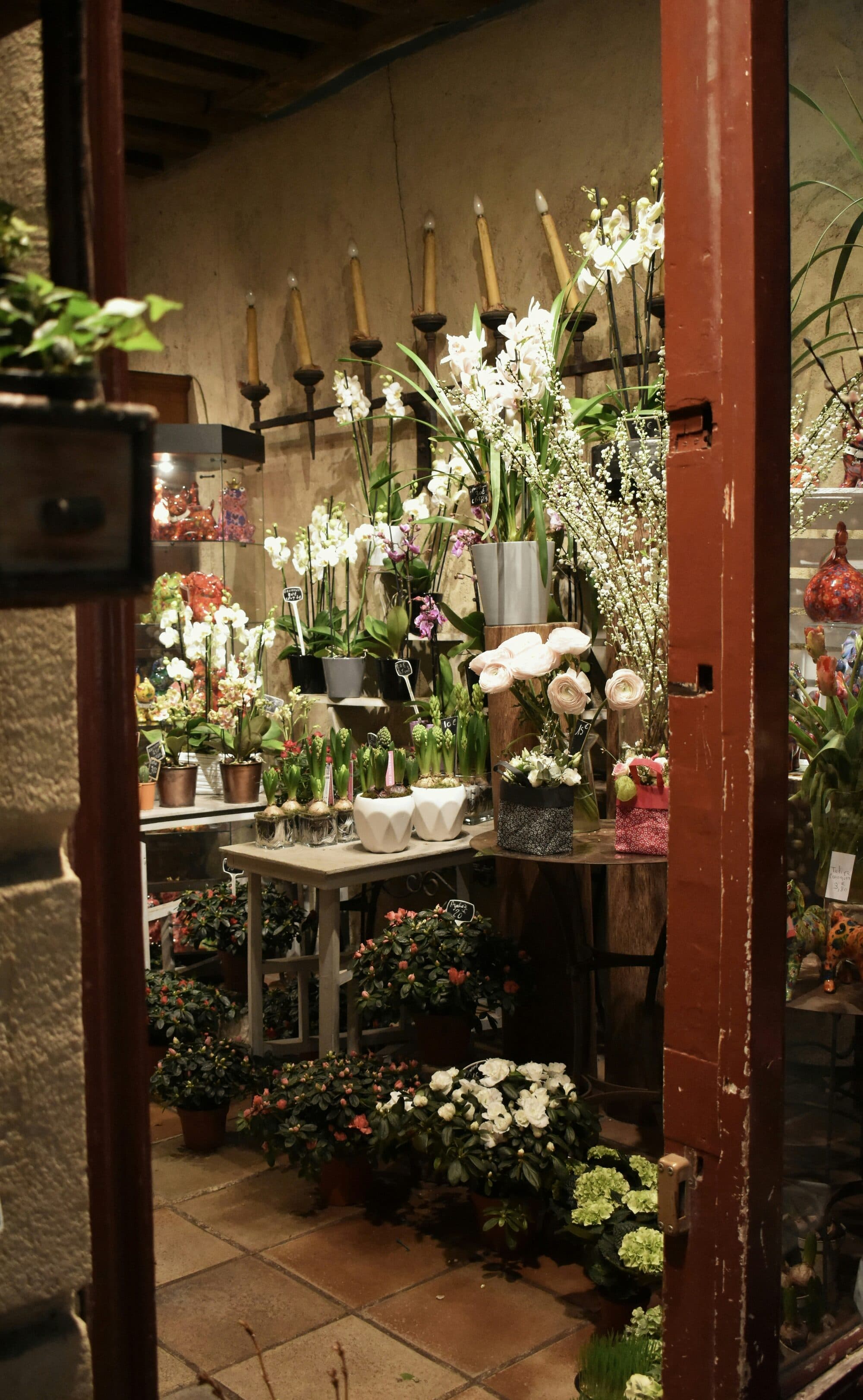 Intérieur d'une boutique de fleurs avec orchidées blanches et plantes en pot